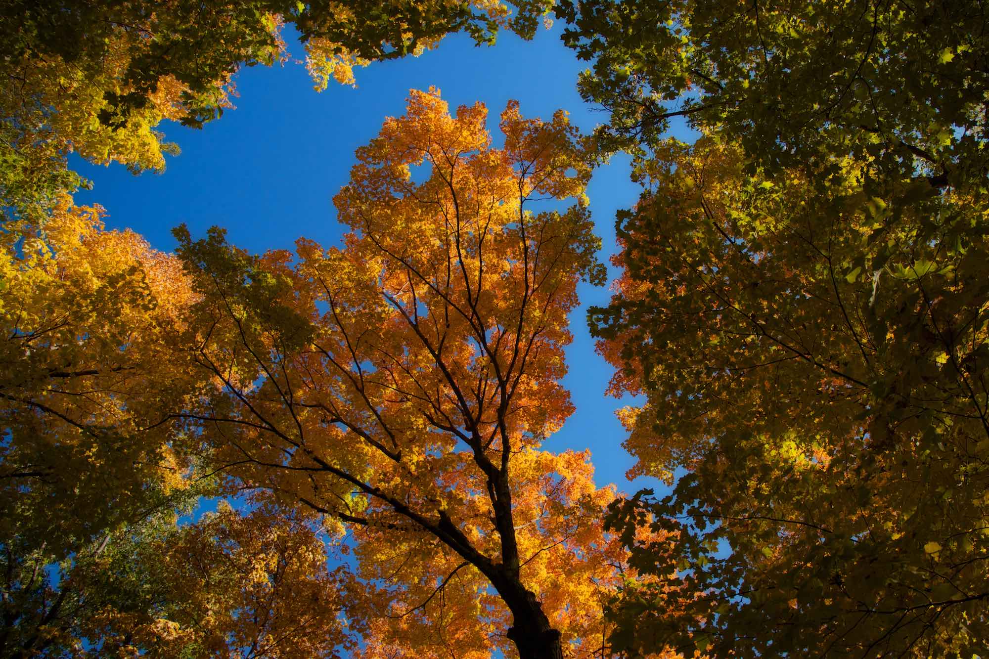 Fall canopy