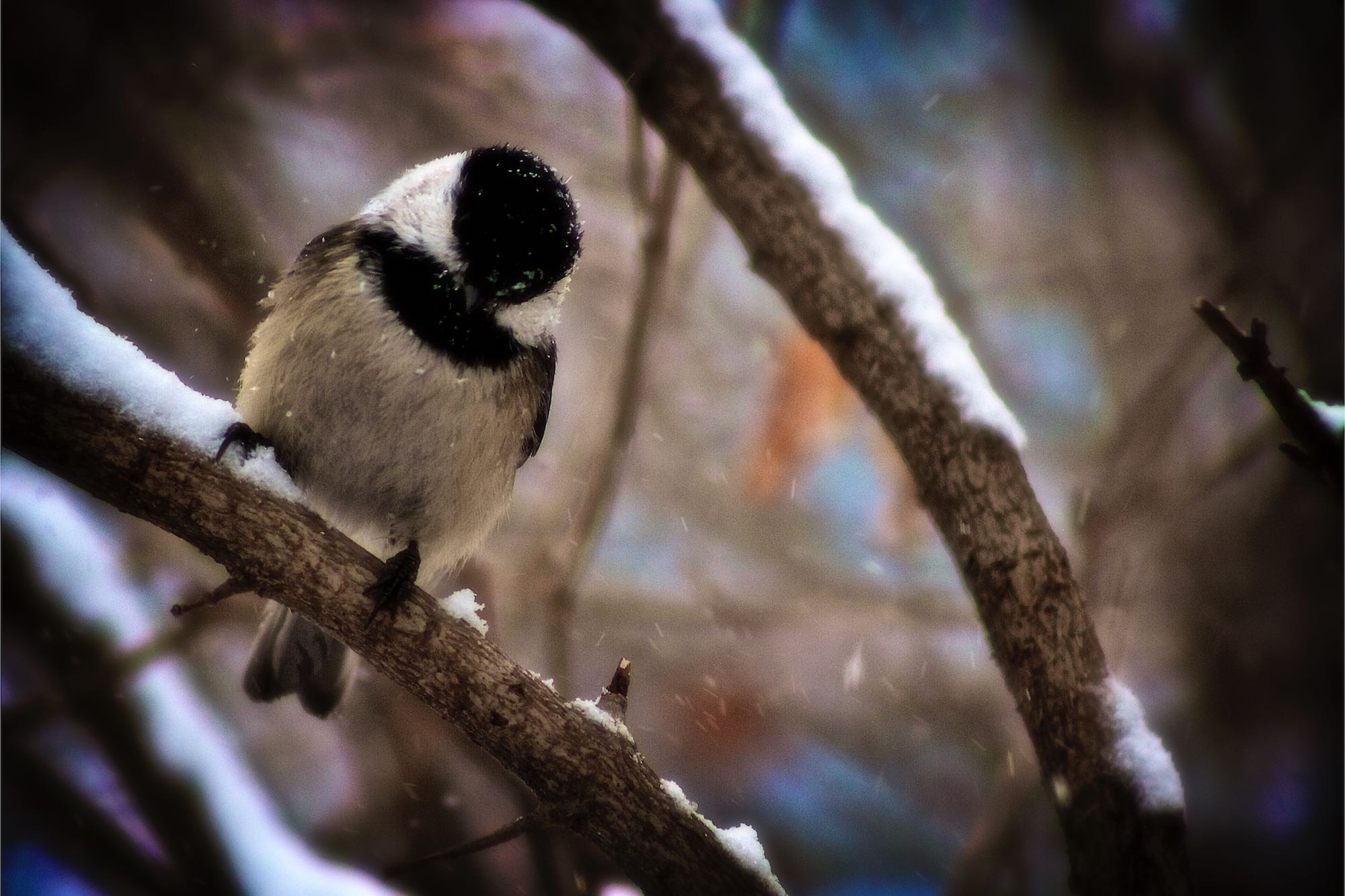 Chickadee in Winter