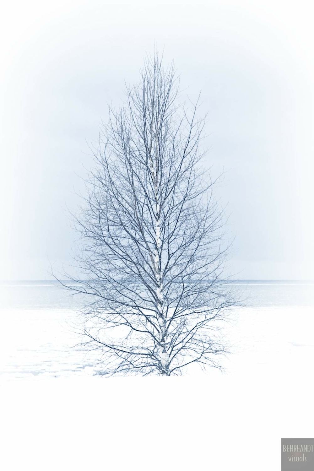 A birch tree stands along the cold shore of Lake Michigan
