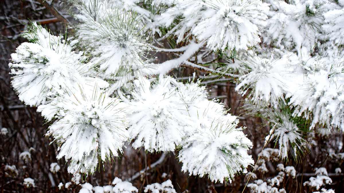 First snow on pine boughs