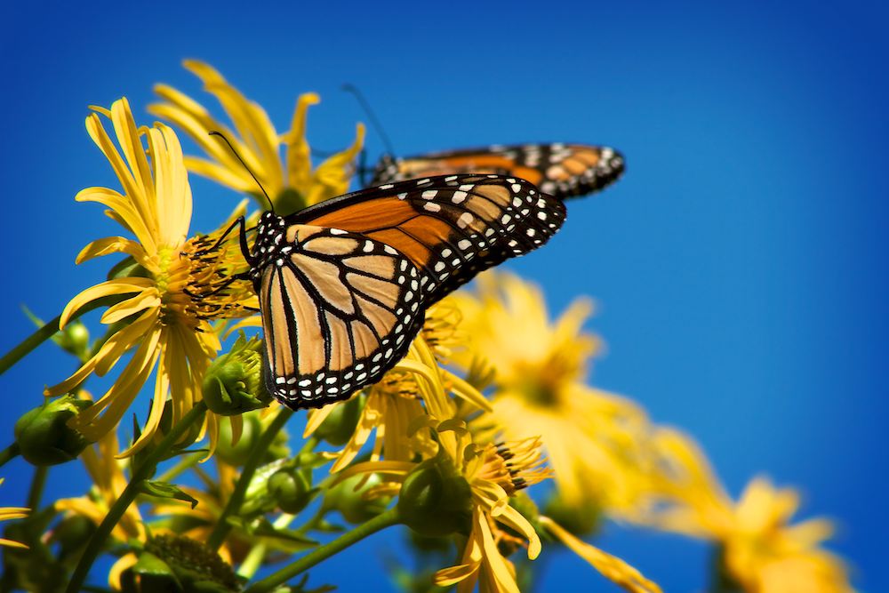 Butterflies at the Heckrodt Wetland Reserve, Menasha, Wisconsin
